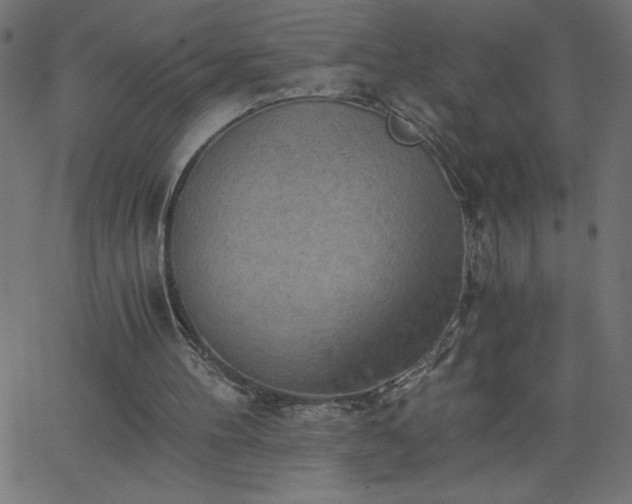 X0000068750100200605010946