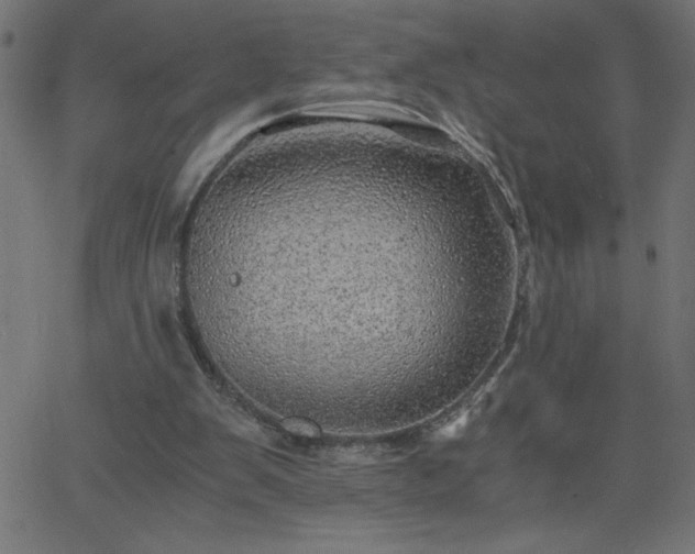 X0000068750103200605010946