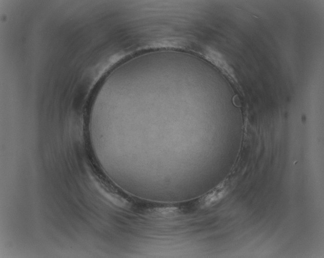 X0000068750108200605010946