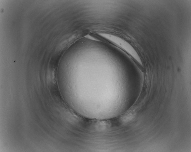 X0000068750330200605010943