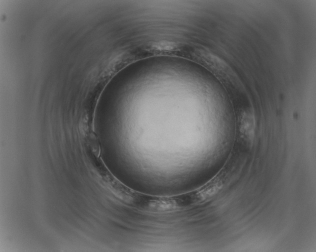 X0000068750559200605010939