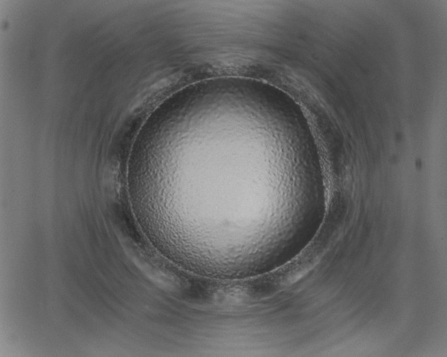 X0000068750599200605010938