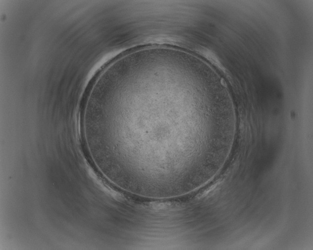 X0000068751032200605010931
