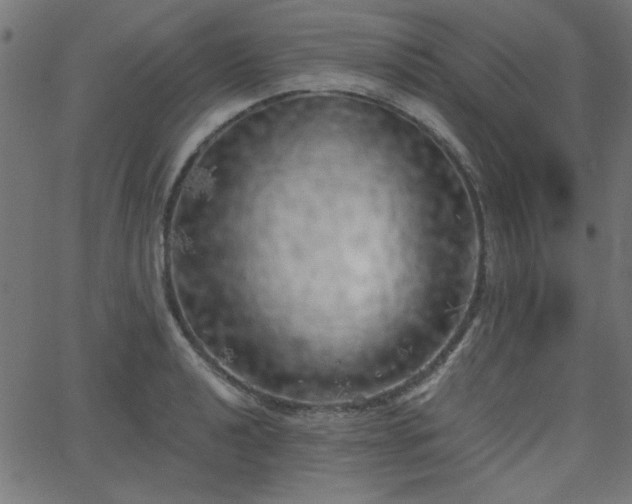 X0000068751040200605010931