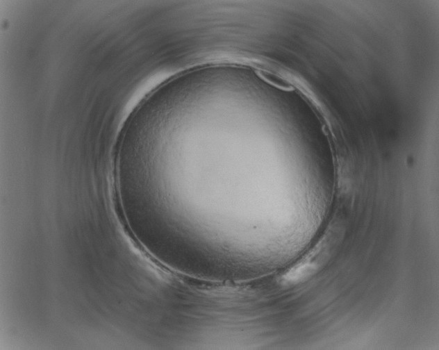 X0000068751048200605010931