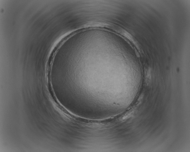 X0000068751124200605010929