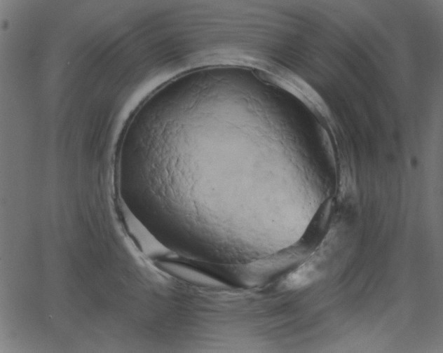 X0000068751144200605010929