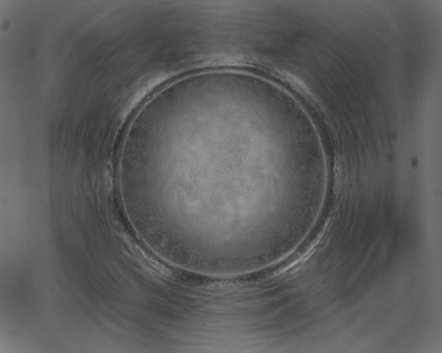 X0000068751212200605010927