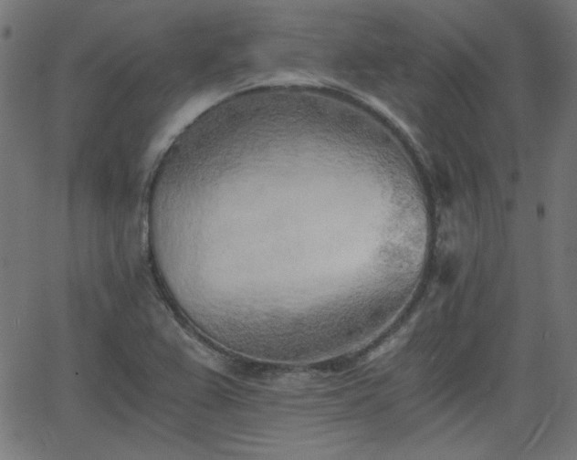 X0000068751367200605010925