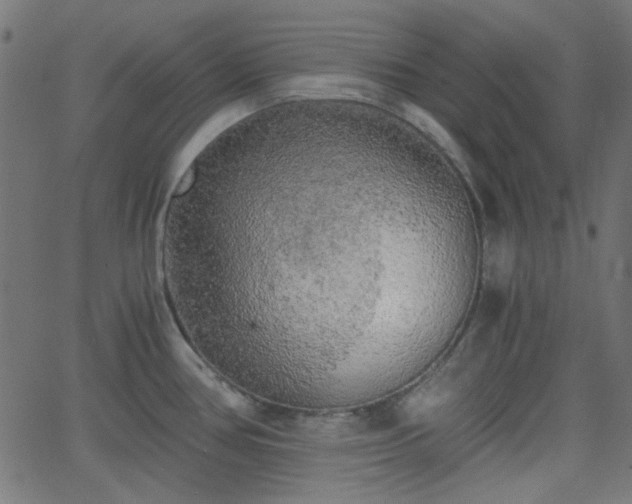 X0000068751386200605010925