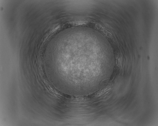 X0000068751393200605010924