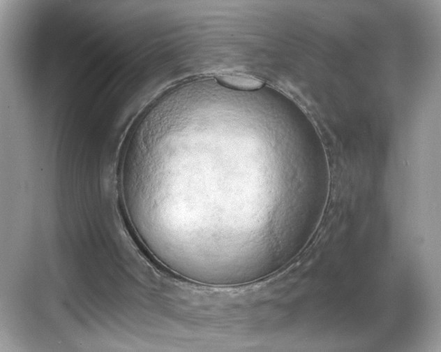 X0000068750002200605051552