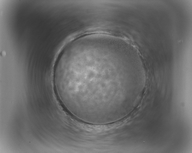 X0000068750006200605051552