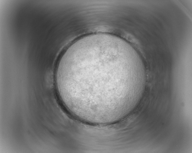 X0000068750012200605051552