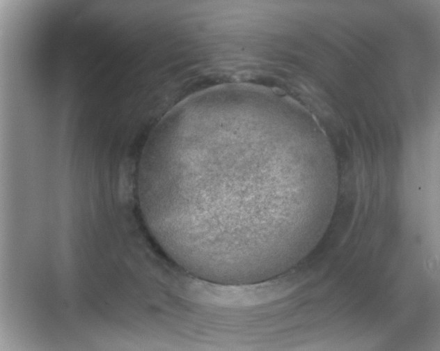 X0000068750030200605051551