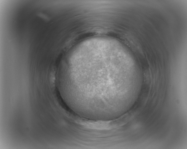 X0000068750032200605051551