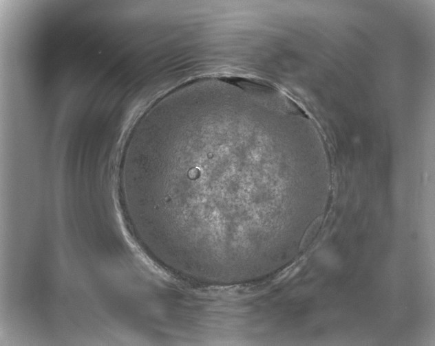 X0000068750049200605051550