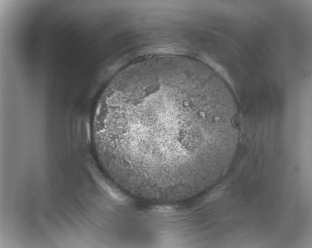 X0000068750061200605051550