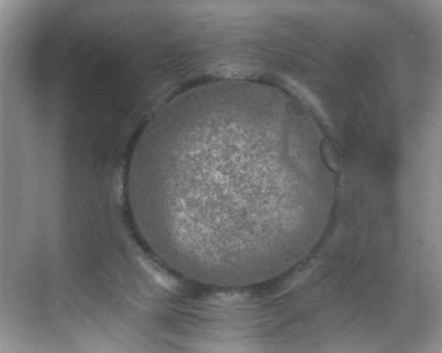 X0000068750065200605051550