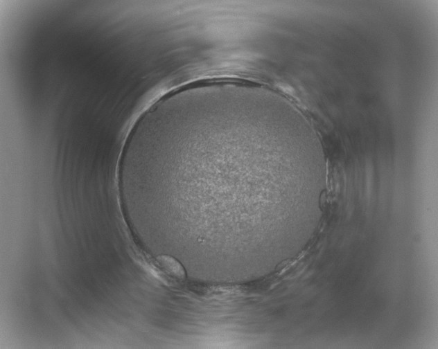 X0000068750099200605051550