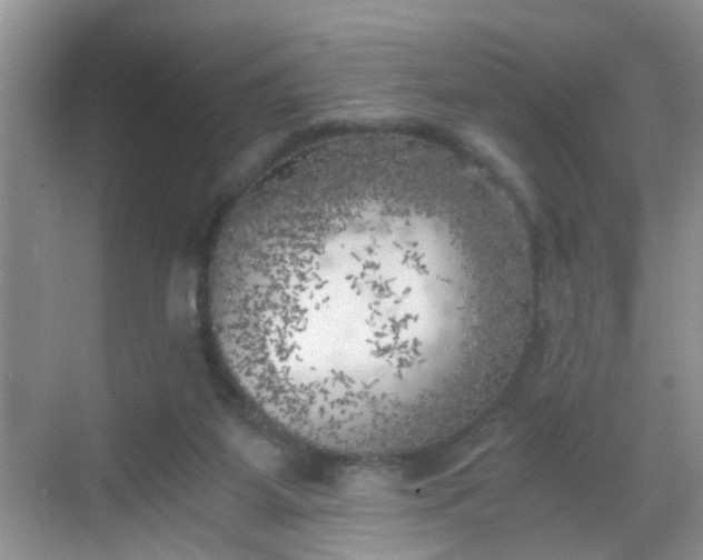 X0000068750115200605051550