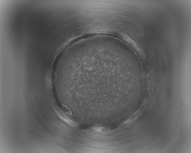 X0000068750203200605051548