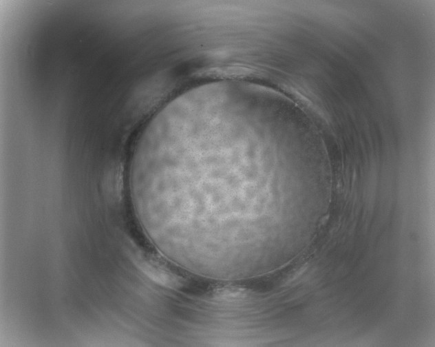 X0000068750206200605051548