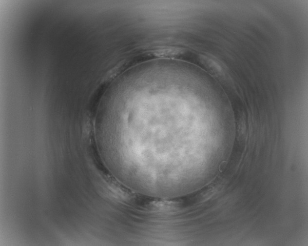 X0000068750367200605051546