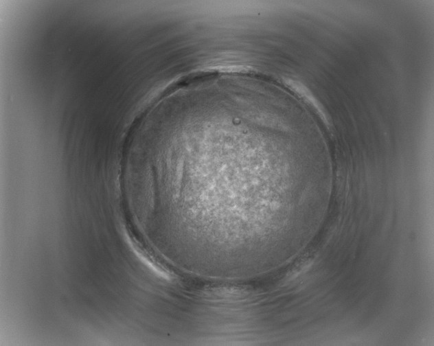 X0000068750533200605051542