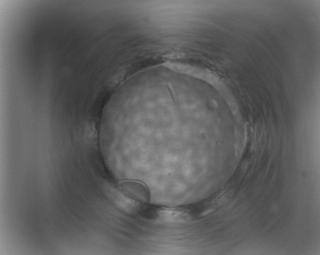 X0000068750614200605051542