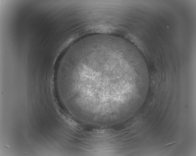 X0000068750679200605051540