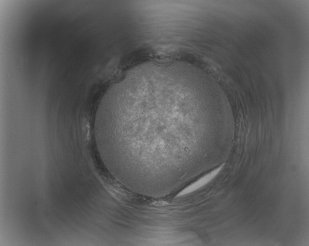 X0000068750703200605051540