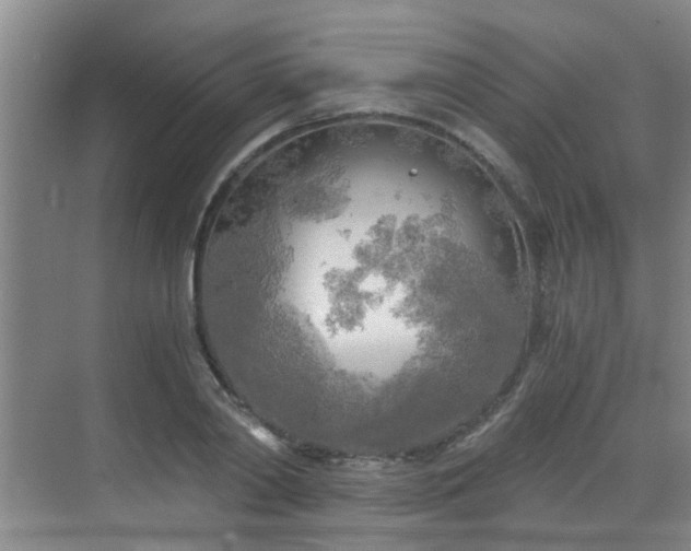 X0000068750790200605051539