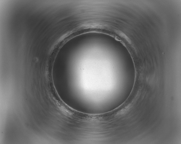X0000068750922200605051536