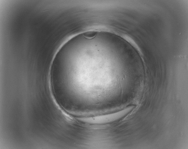 X0000068751440200605051528