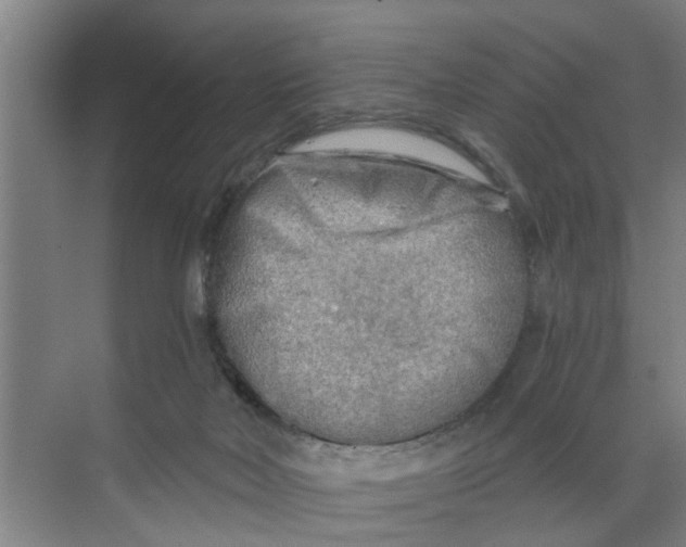 X0000068750026200605121621