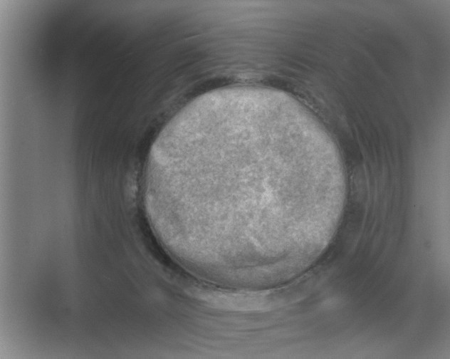 X0000068750032200605121621