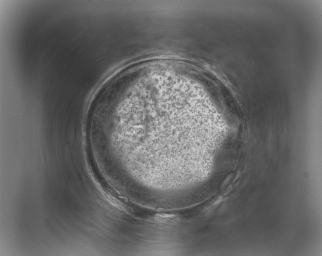 X0000068750055200605121620