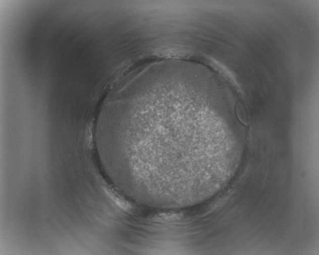 X0000068750065200605121620