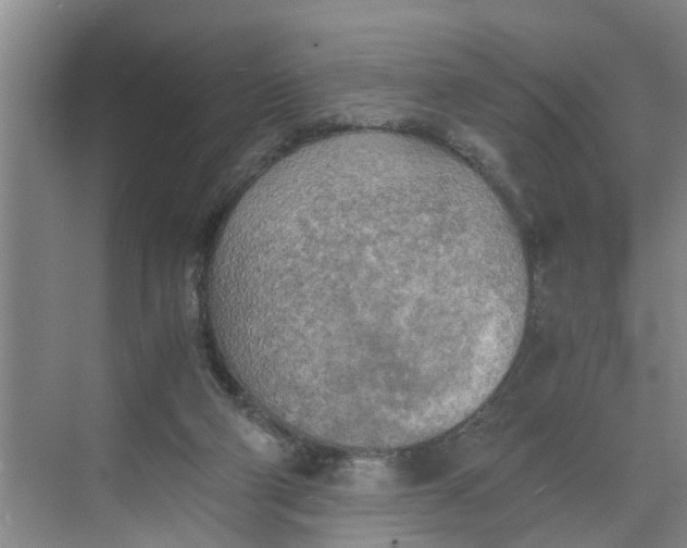 X0000068750114200605121620