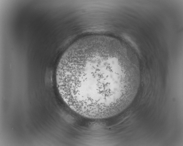 X0000068750115200605121620