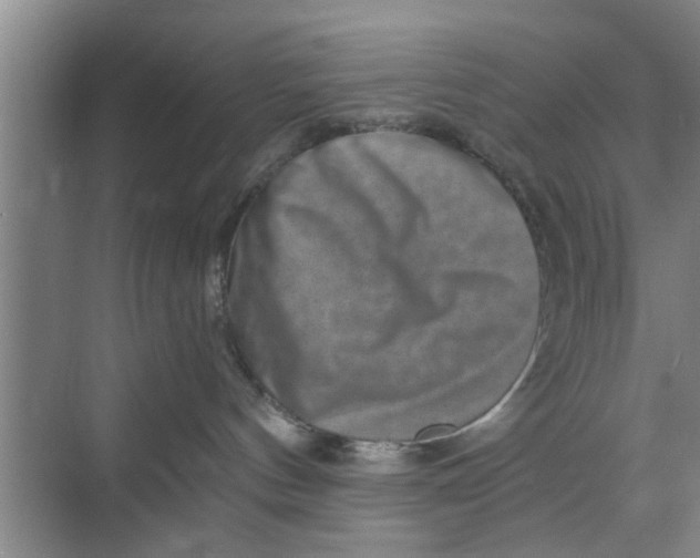 X0000068750144200605121619