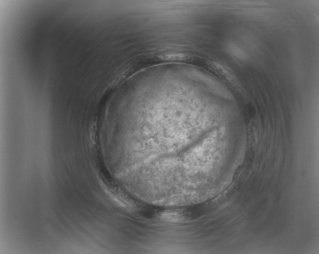 X0000068750171200605121619