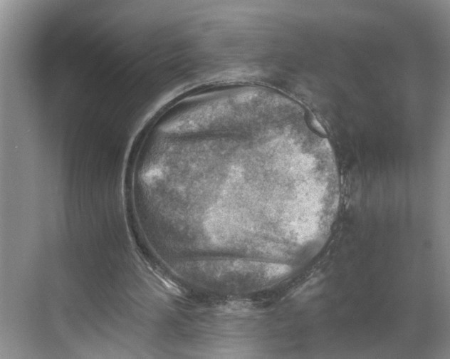 X0000068750196200605121618