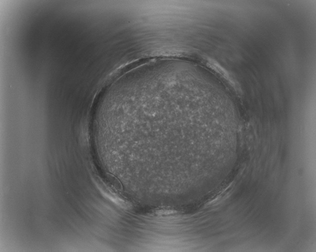 X0000068750203200605121618