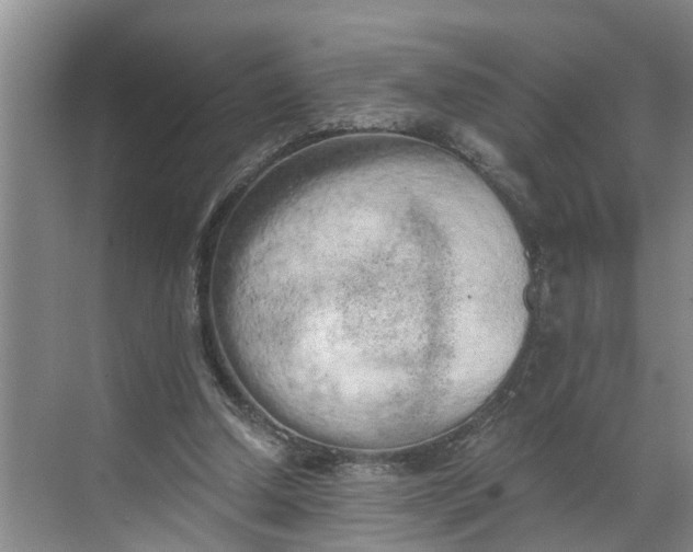 X0000068750250200605121617