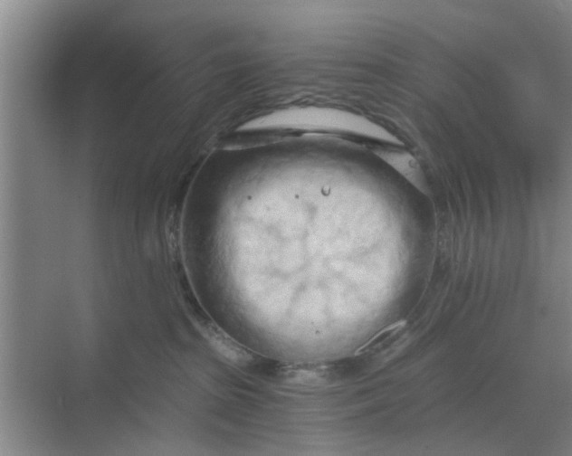 X0000068750285200605121618