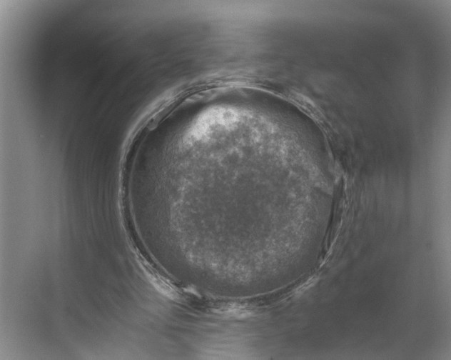 X0000068750293200605121617