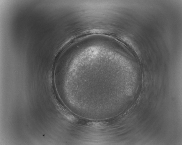 X0000068750297200605121617