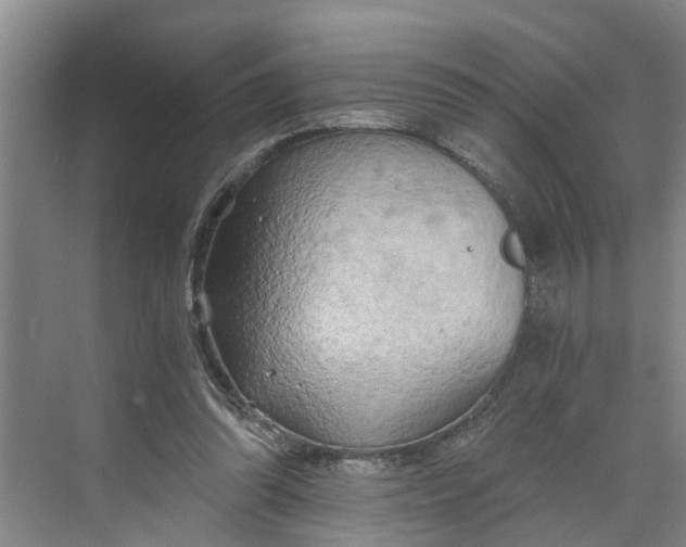 X0000068750302200605121617